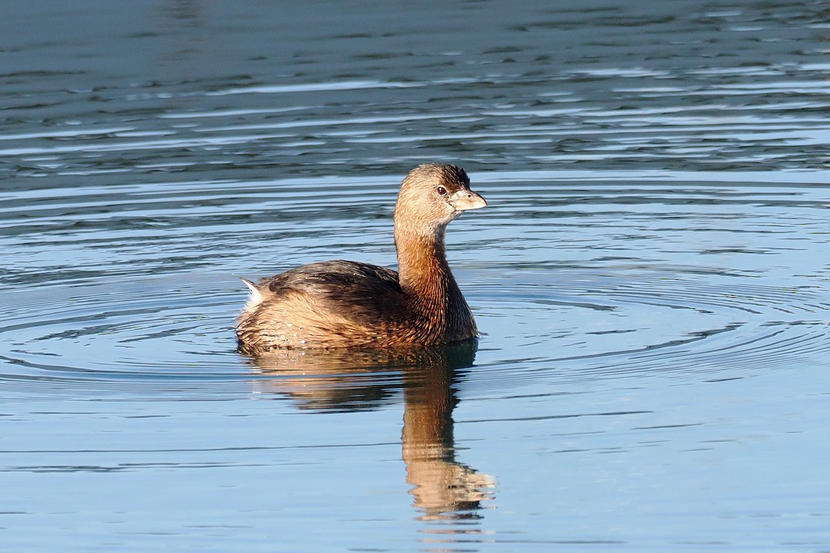 Pied-billed Grebe - ML502969111