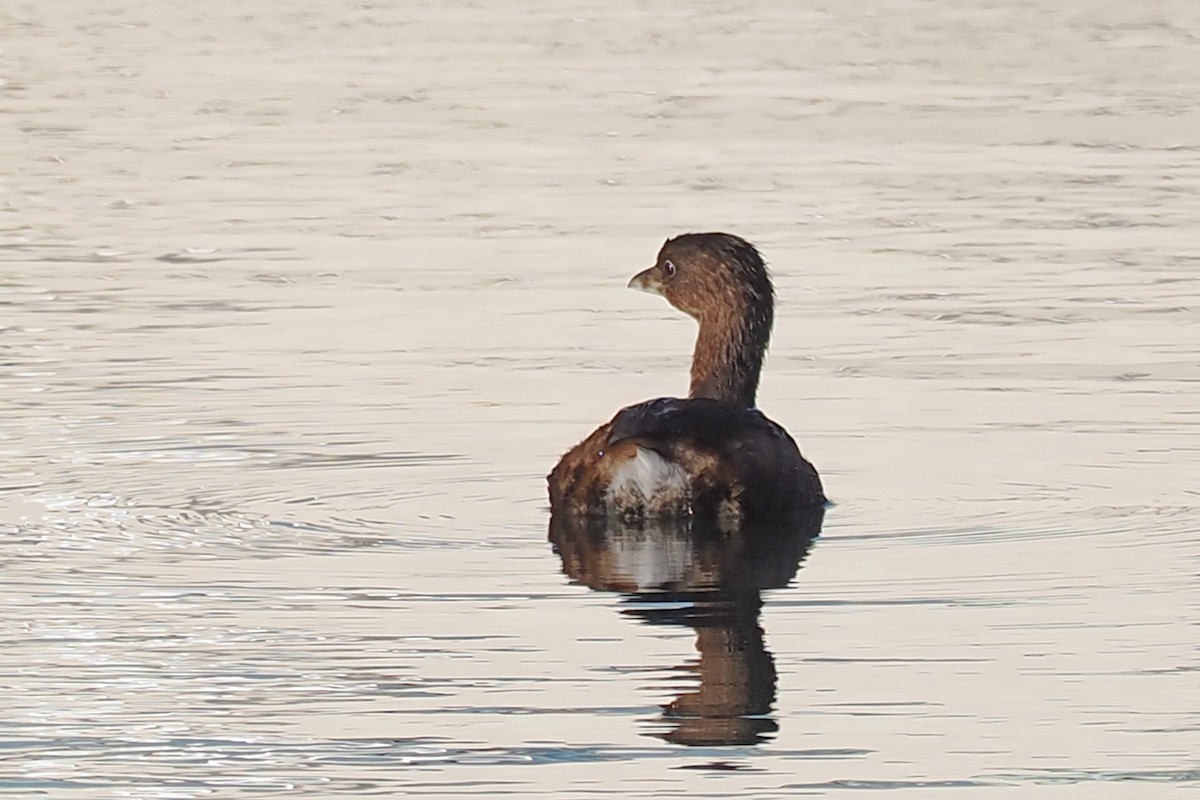 Pied-billed Grebe - ML502969121