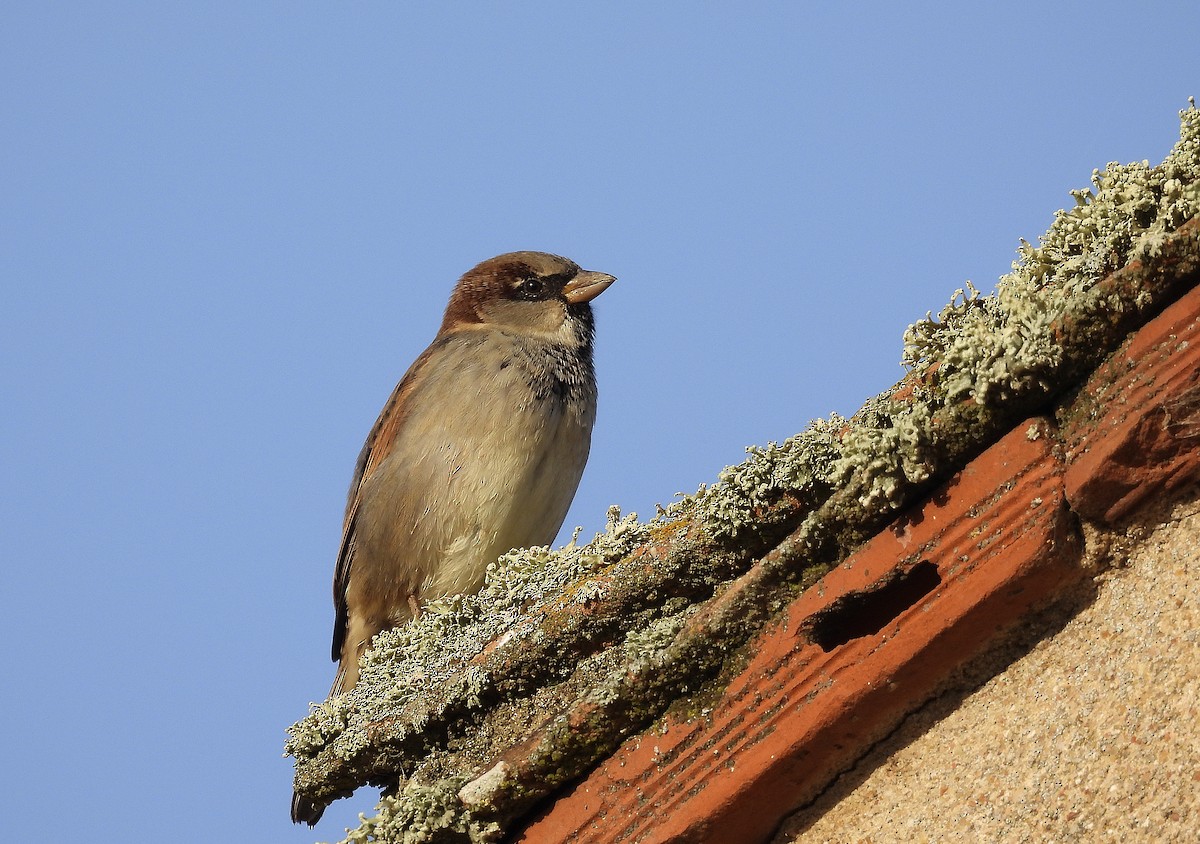 Moineau domestique - ML502969501