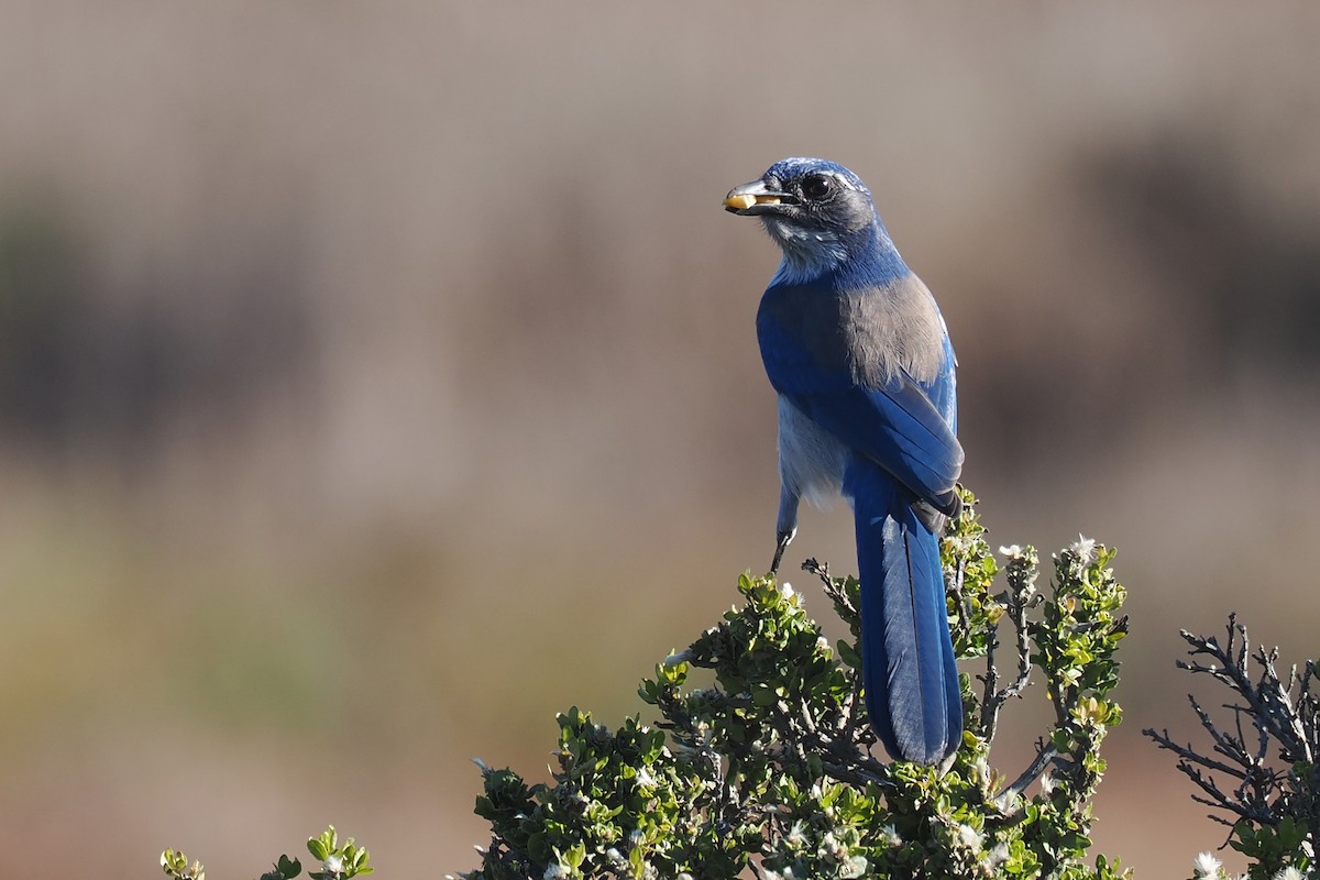 California Scrub-Jay - ML502969631