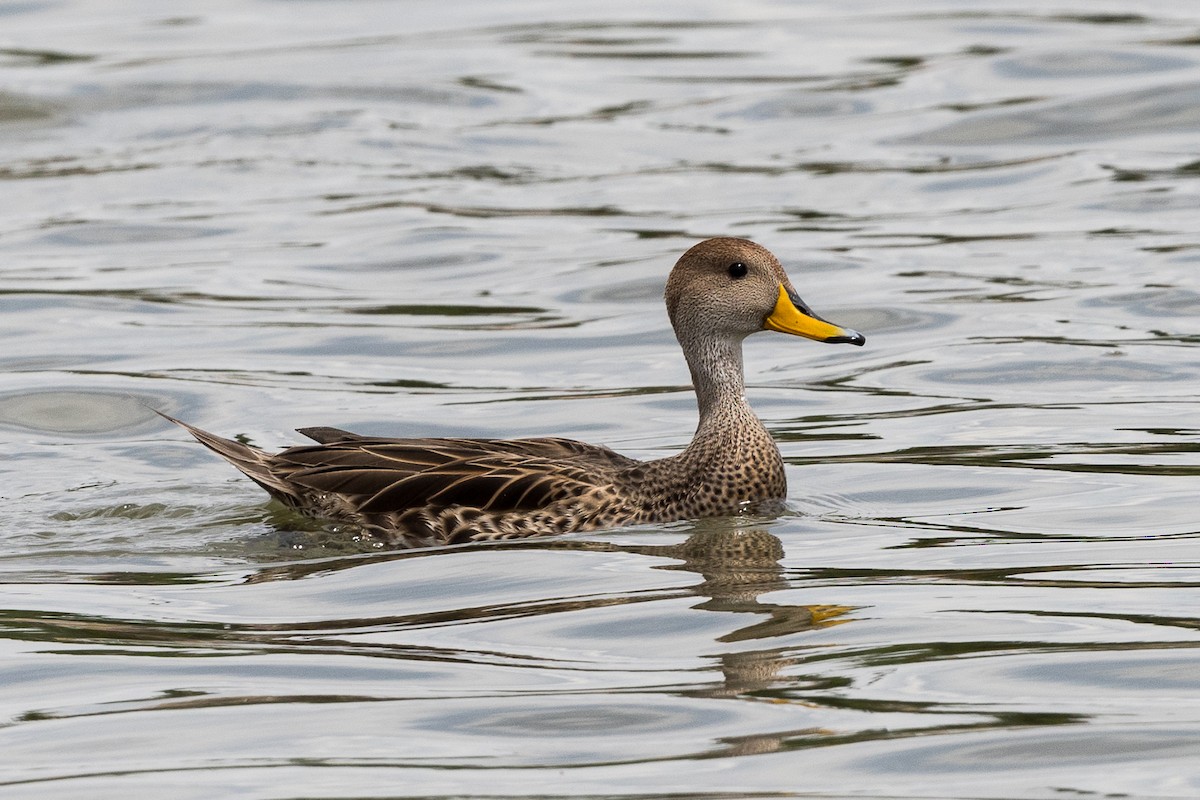 Yellow-billed Pintail - Manuel Fernandez-Bermejo