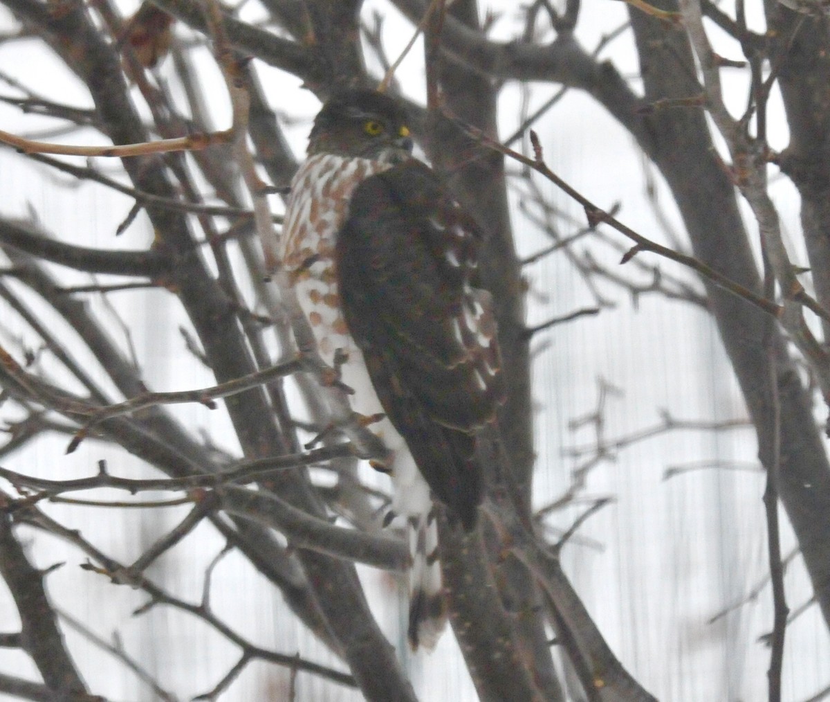 Sharp-shinned Hawk - ML502970361