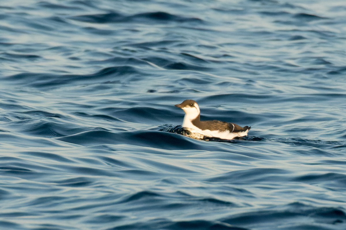 Common Murre - Lori Buhlman