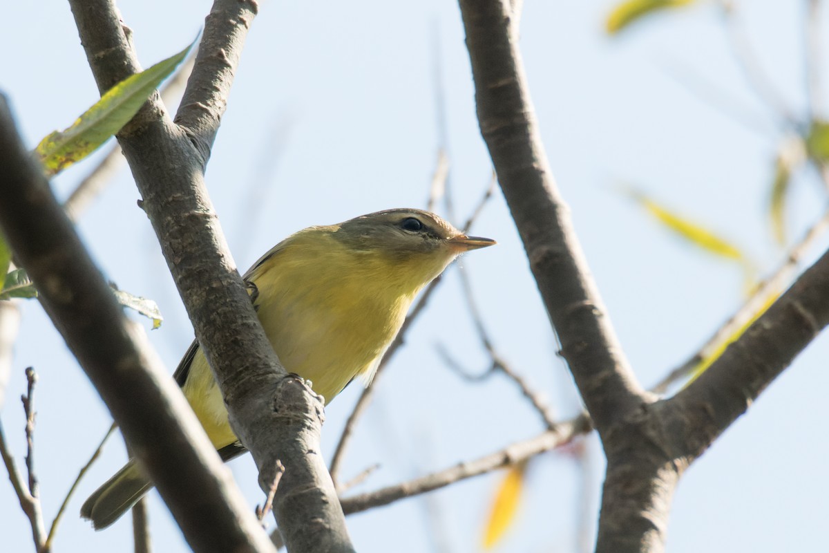 Philadelphia Vireo - ML502974061