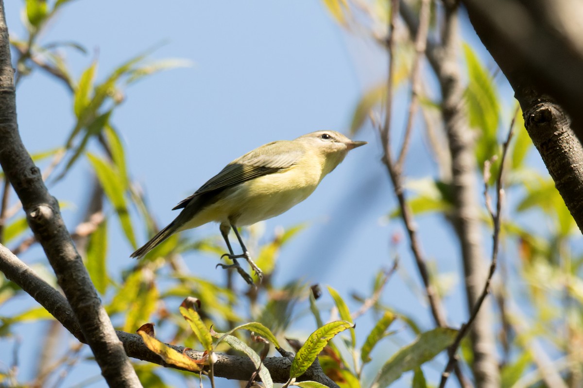 Philadelphia Vireo - Lori Buhlman