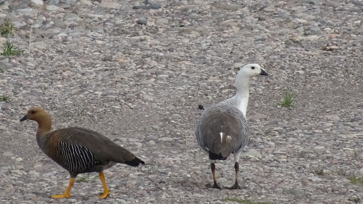 Upland Goose - ML502974101