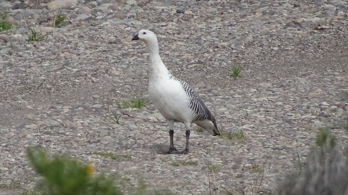 Upland Goose - ML502974161