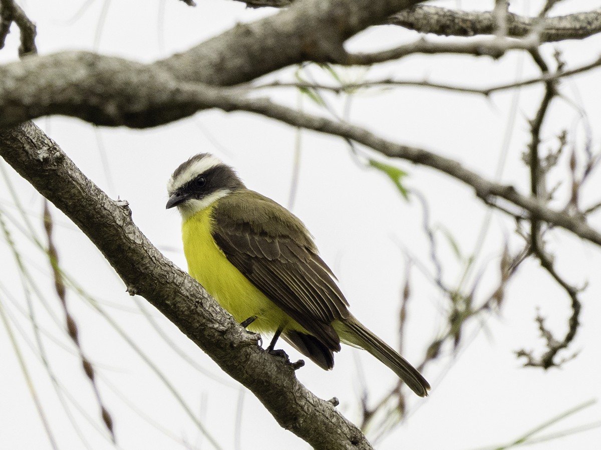 Social Flycatcher - ML502974421
