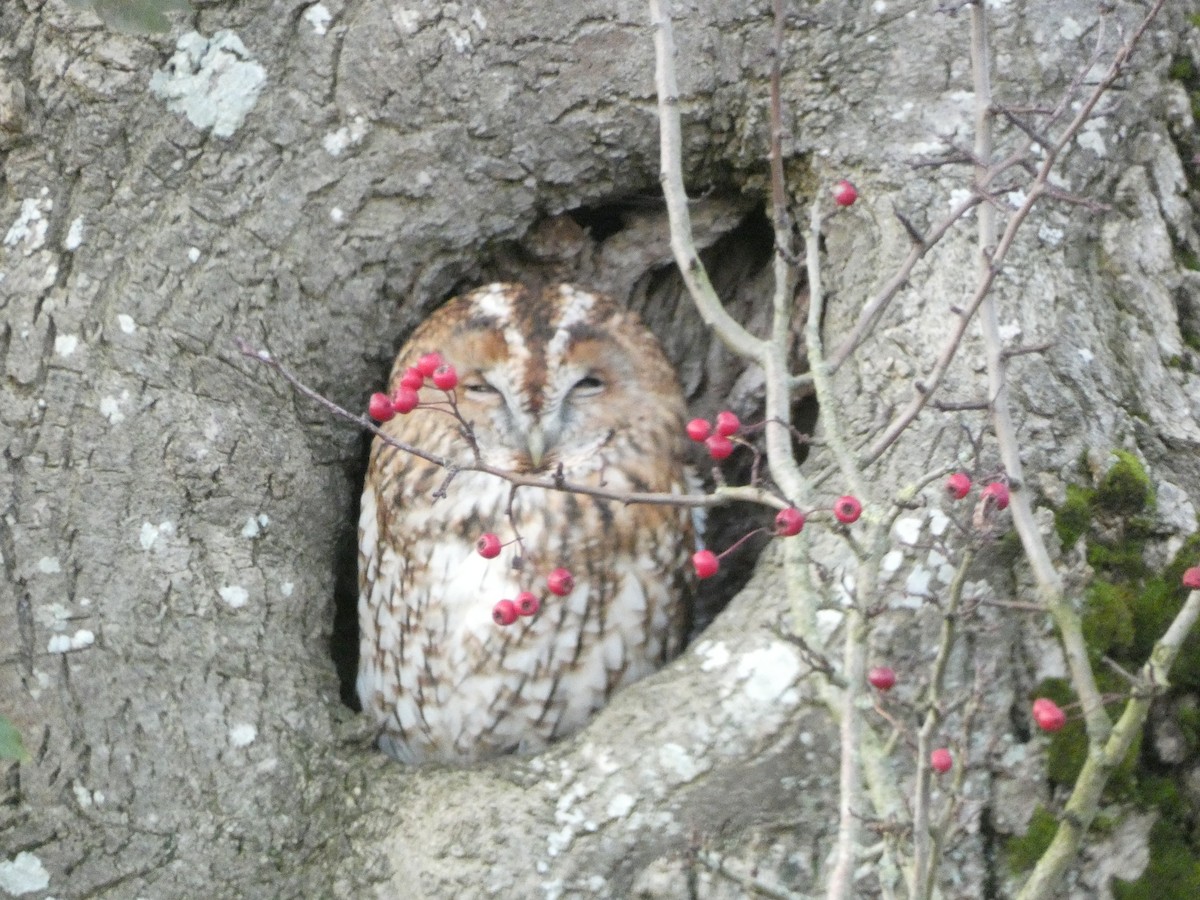 Tawny Owl - ML502974501