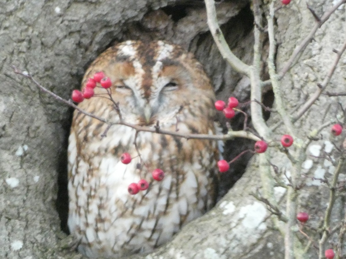 Tawny Owl - ML502974591