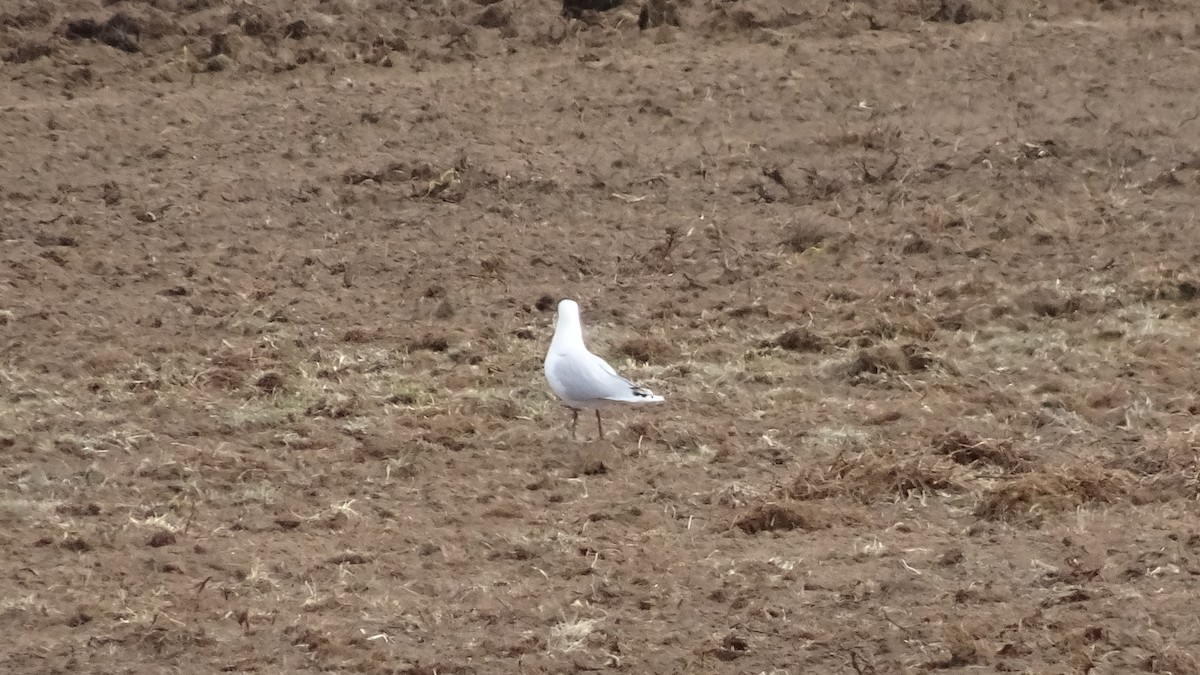 Brown-hooded Gull - Marco Antonio Guerrero R.