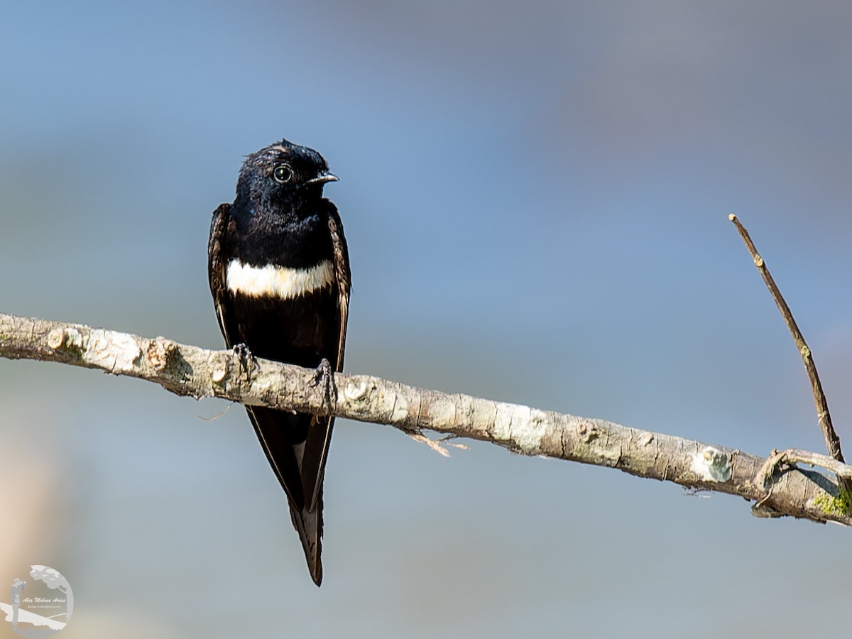 White-banded Swallow - ML502975441