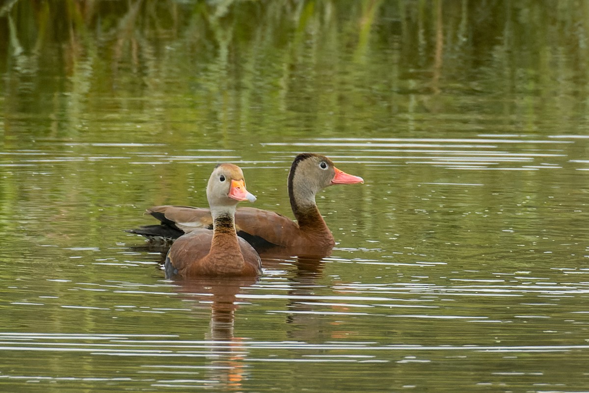 アカハシリュウキュウガモ - ML502975501