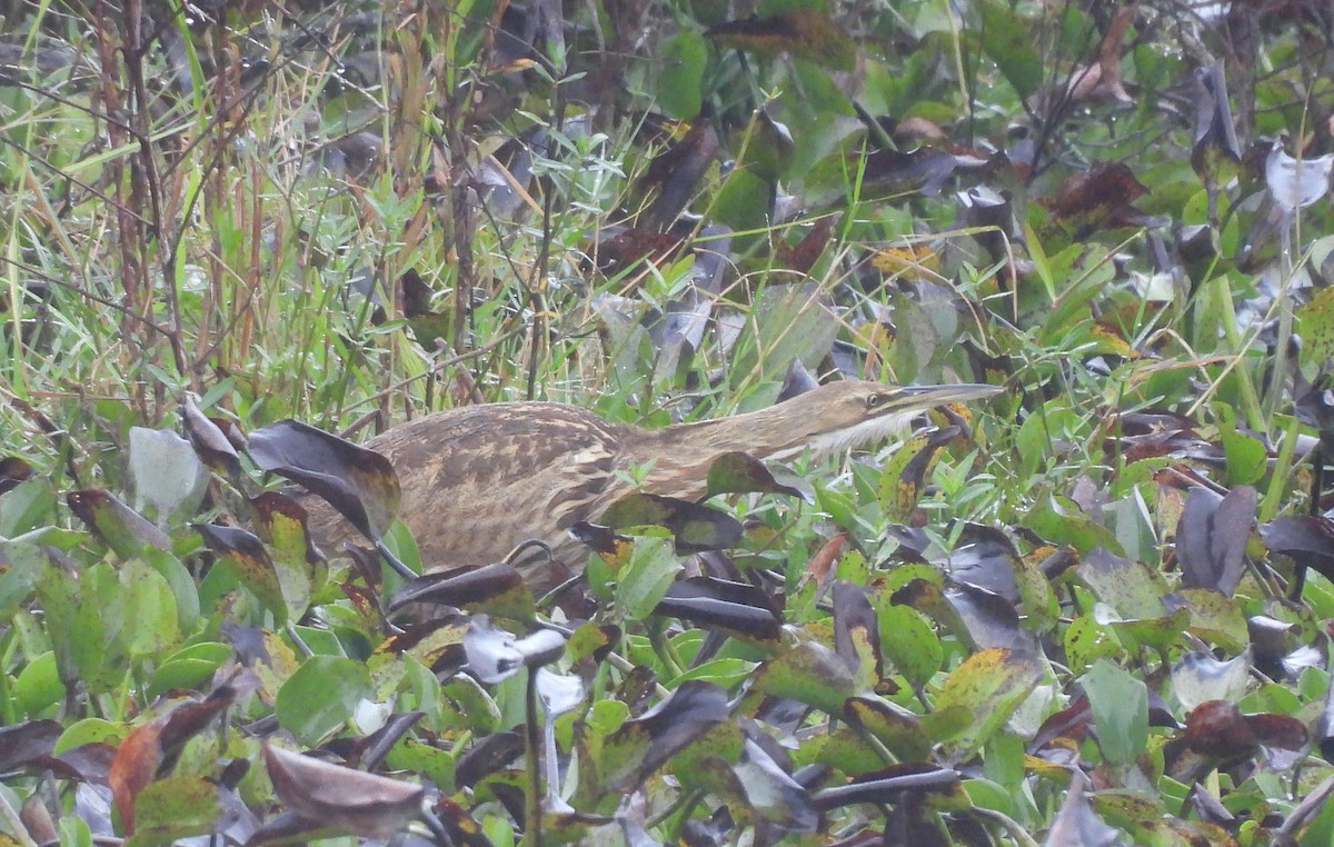 American Bittern - ML502975531