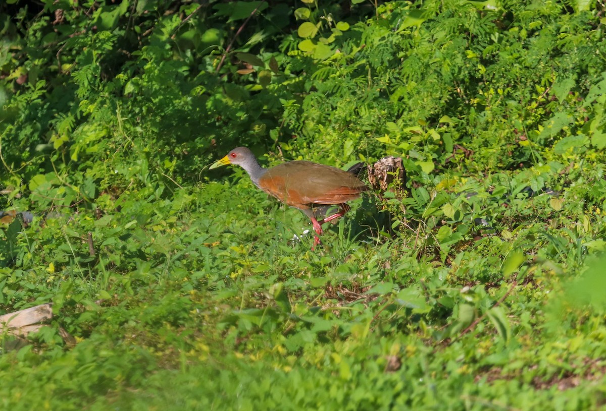 Gray-cowled Wood-Rail - Will McPhail