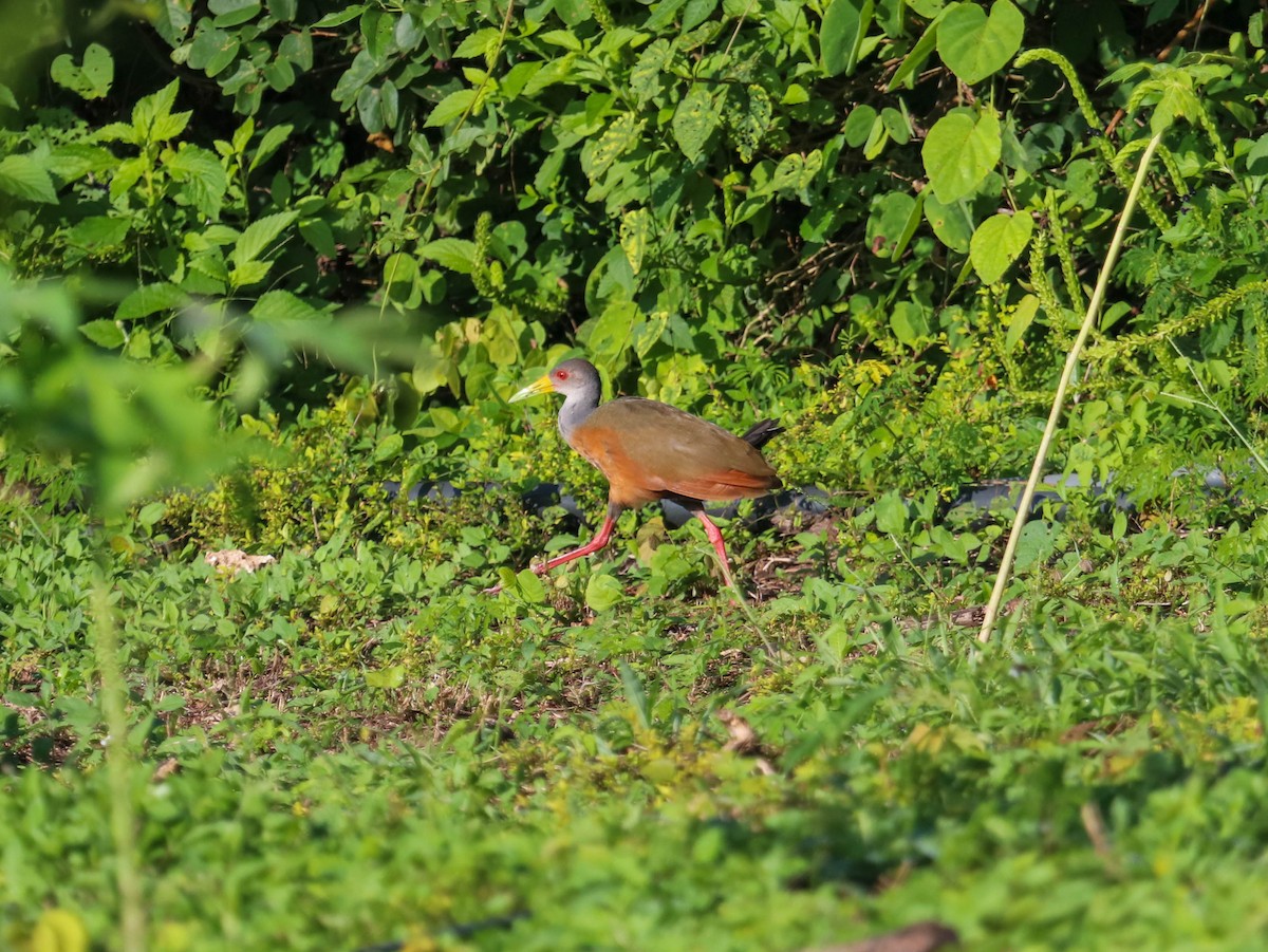 Gray-cowled Wood-Rail - Will McPhail