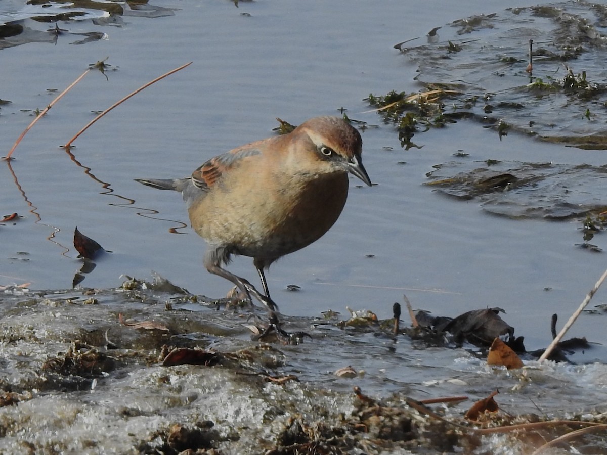 Rusty Blackbird - ML502977791