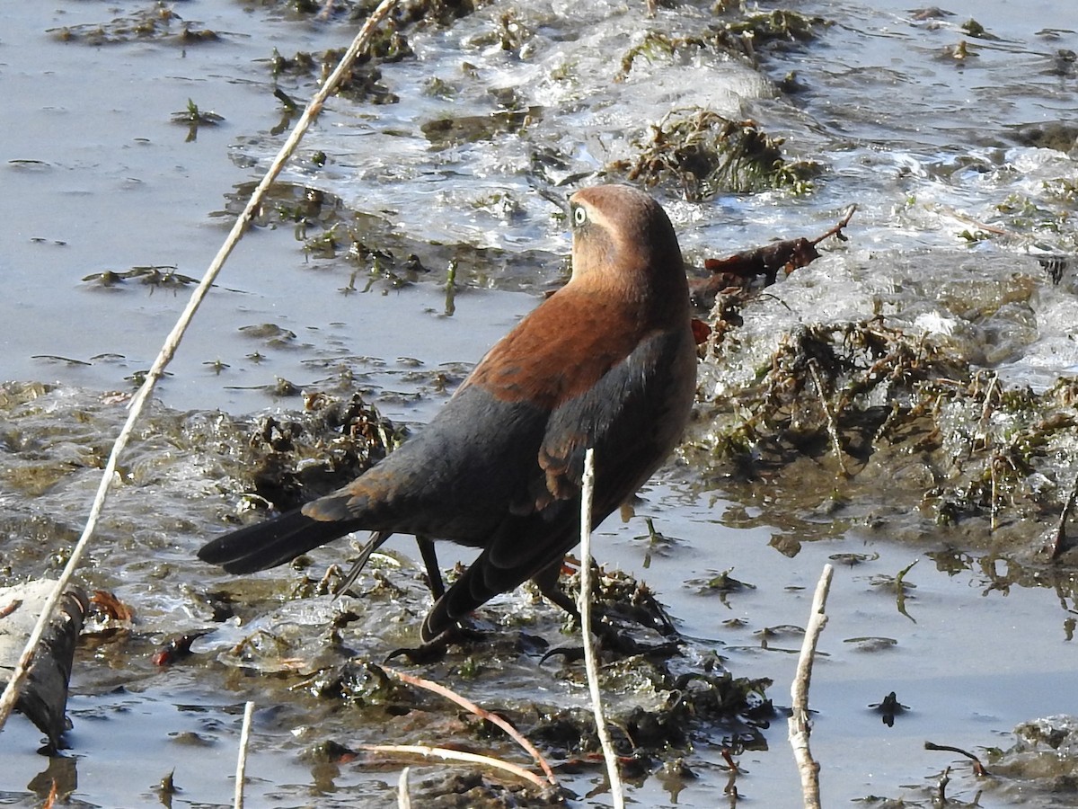 Rusty Blackbird - ML502977961