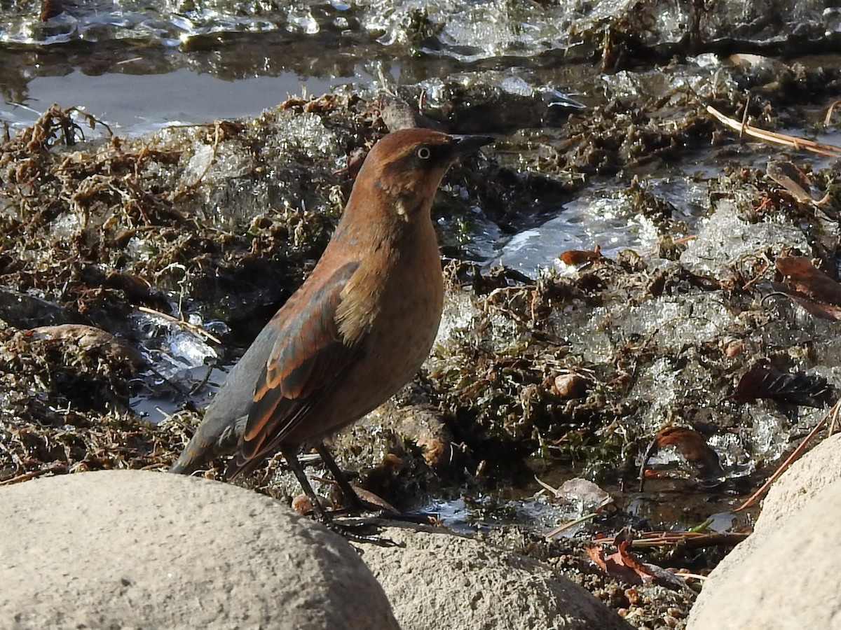 Rusty Blackbird - ML502978011