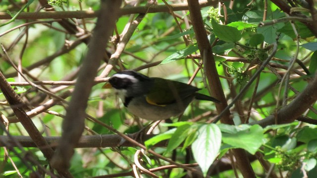 Moss-backed Sparrow - ML502978131