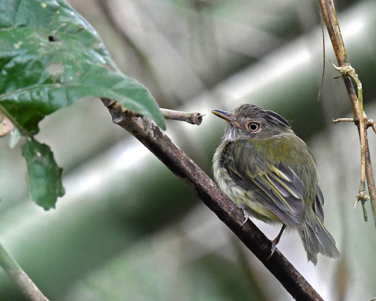 Long-crested Pygmy-Tyrant - ML502978711