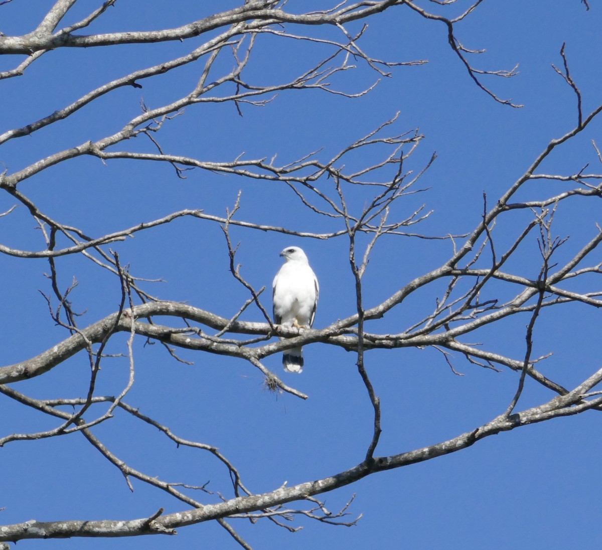 White Hawk - ML50297881