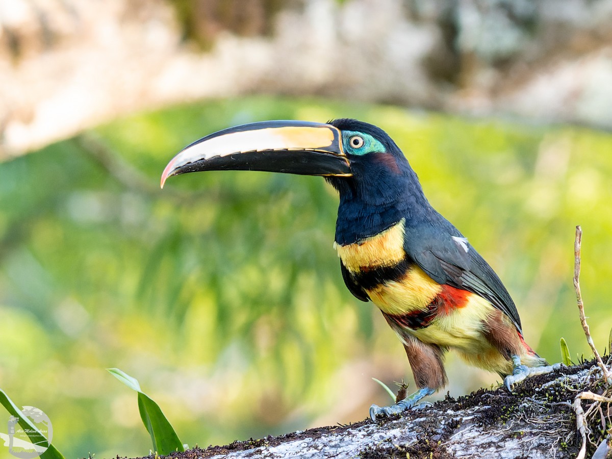 Many-banded Aracari - Alex Molina