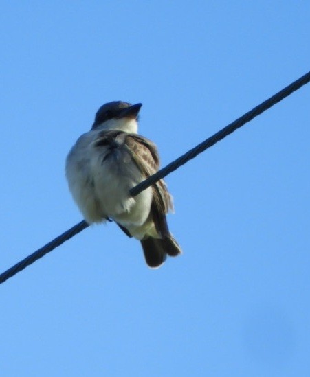 Gray Kingbird - Beverly King