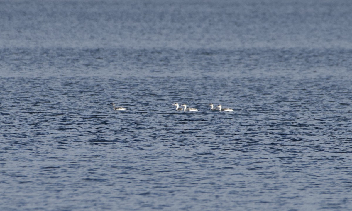 Red-throated Loon - ML502983391