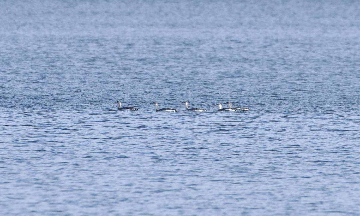 Red-throated Loon - ML502983411