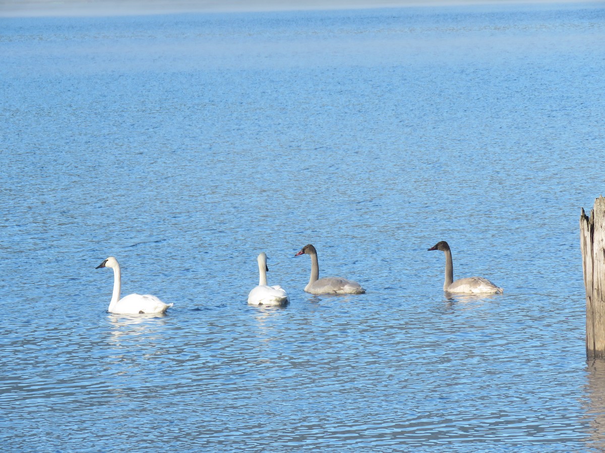 Trumpeter Swan - ML502983651