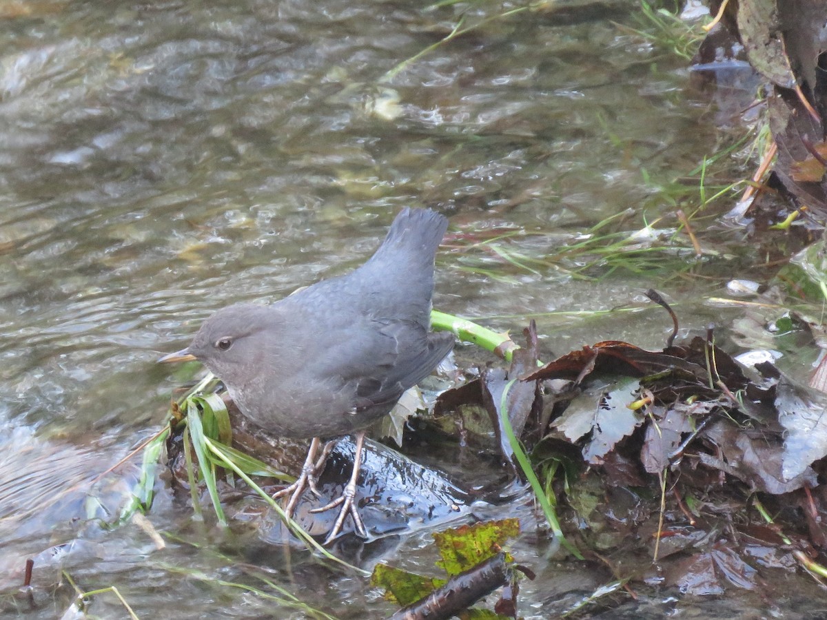 American Dipper - ML502983981