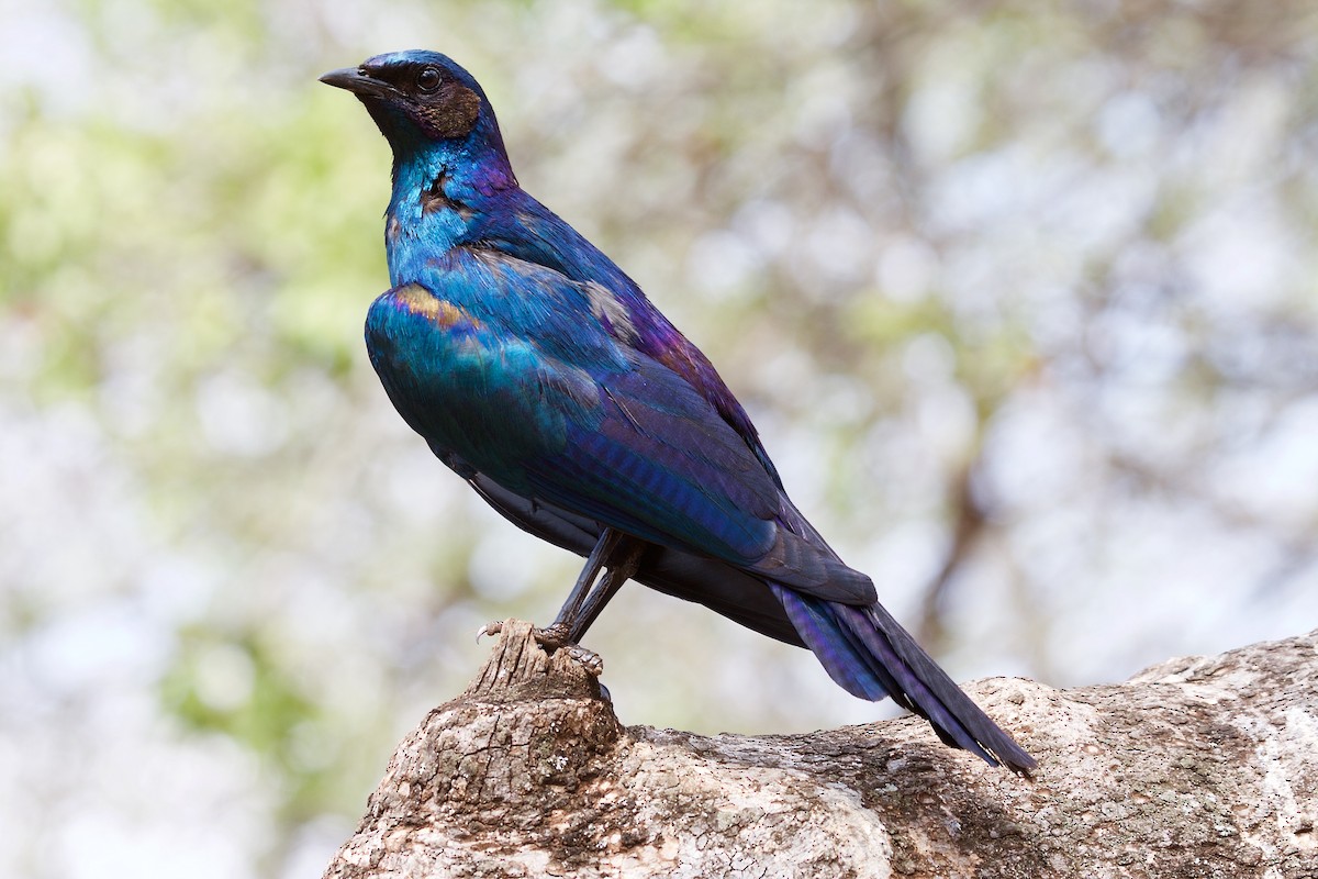 Burchell's Starling - ML50298421