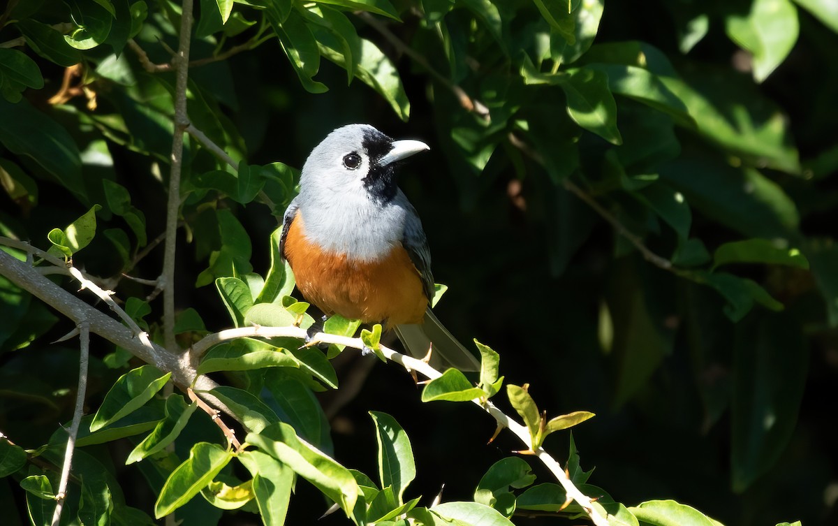 Black-faced Monarch - ML502987011