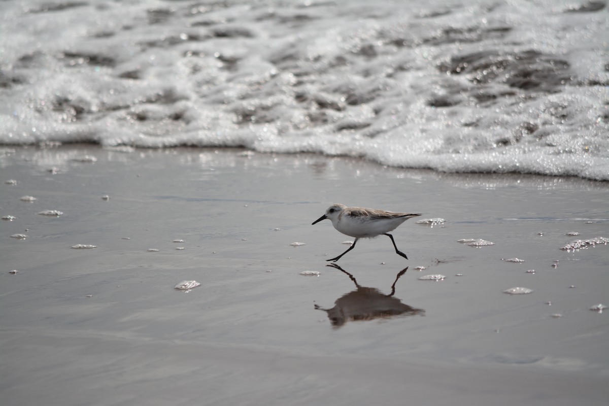 Sanderling - ML50298881