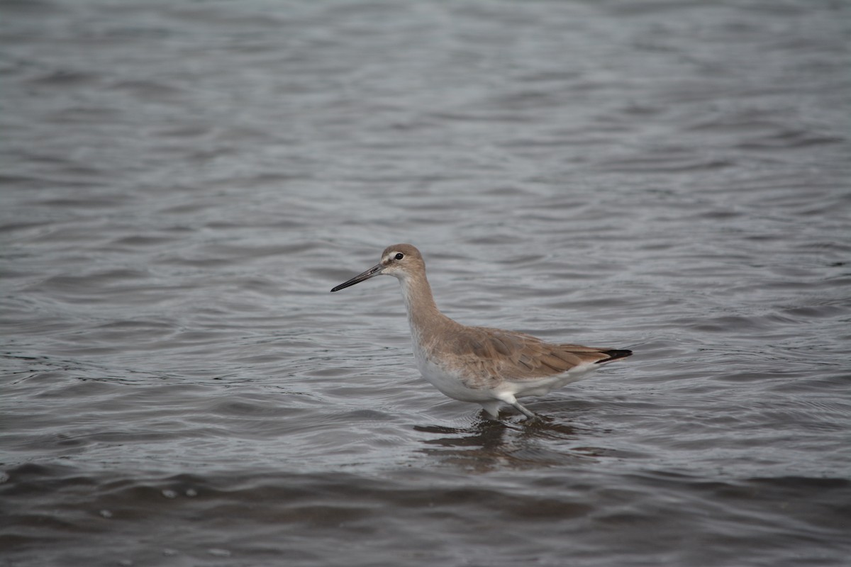 Willet - ML50298911