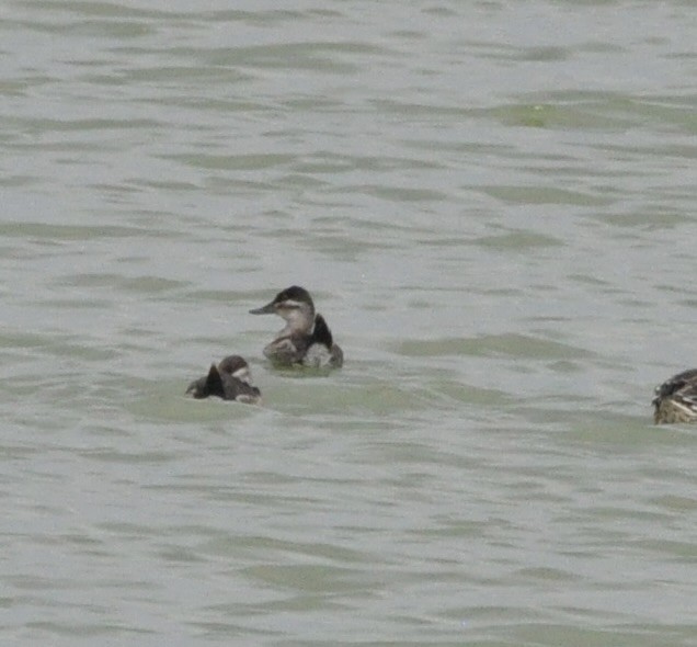 Ruddy Duck - ML502990361