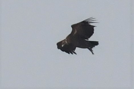 White-backed Vulture - ML502990581