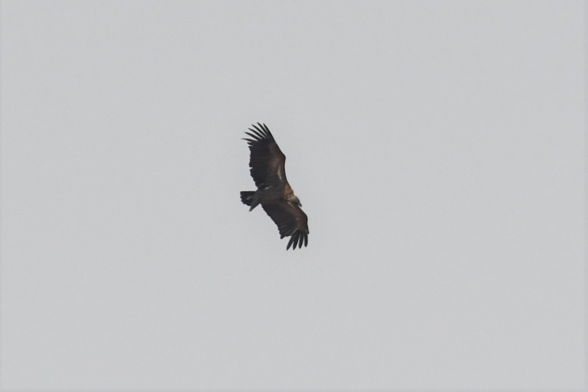 White-backed Vulture - ML502990591