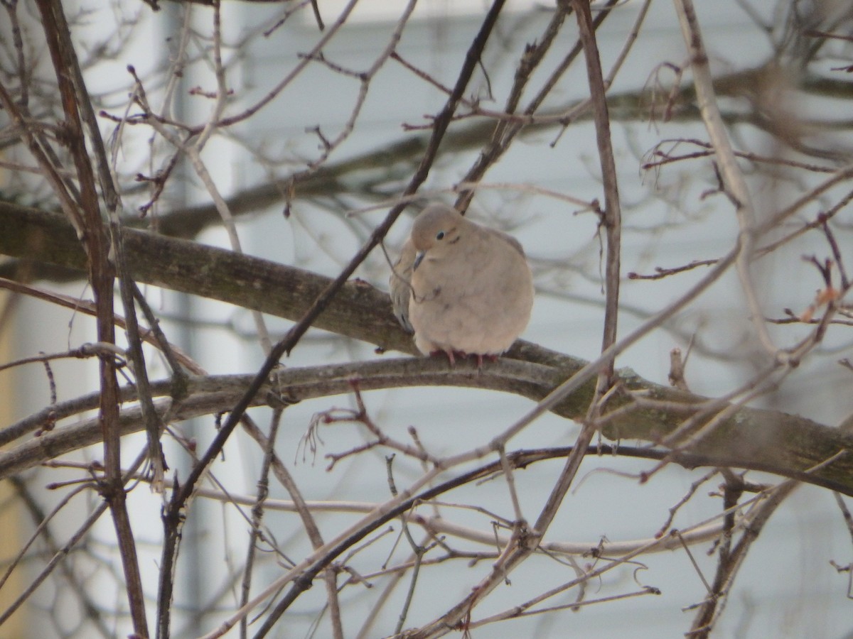 Mourning Dove - Logan Hughes