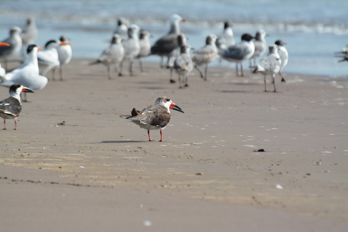 Black Skimmer - ML50299081