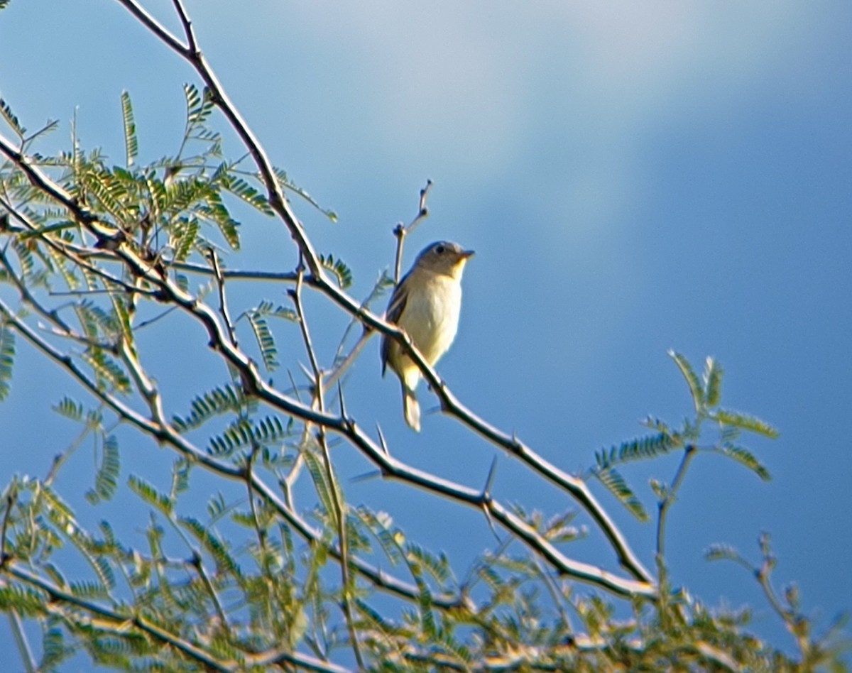 Least Flycatcher - Jorge Francisco Ortiz Valenzuela