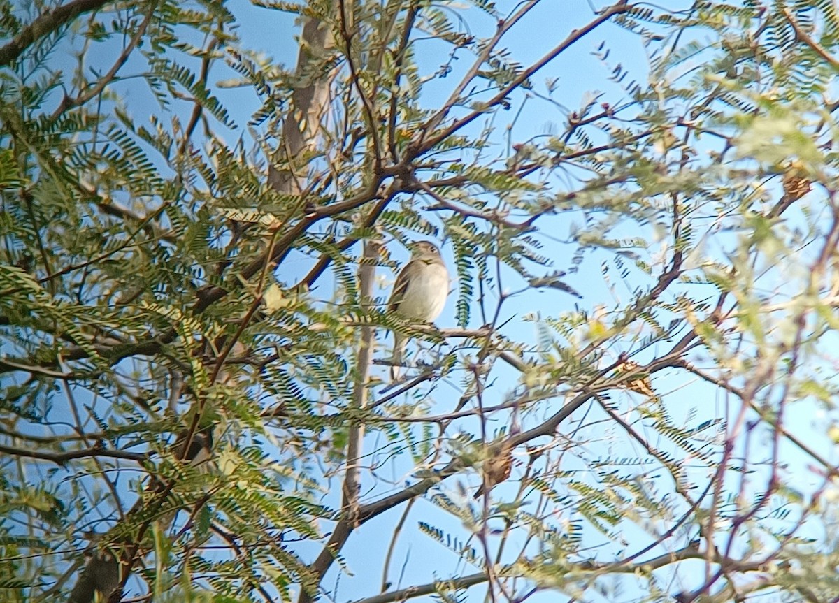 Least Flycatcher - ML502991191