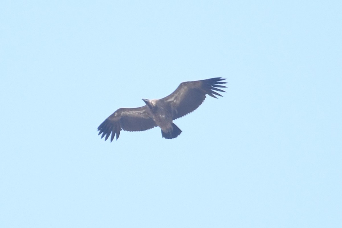 White-backed Vulture - ML502991651