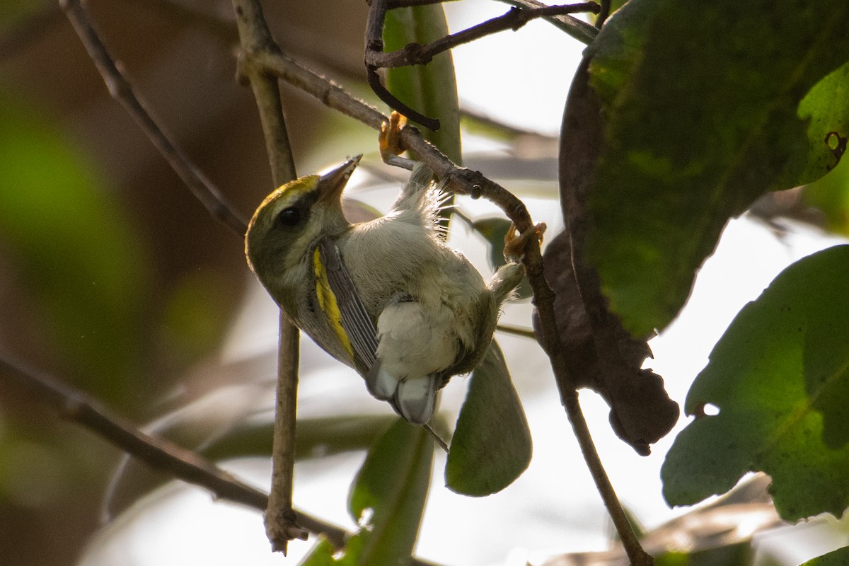 Golden-winged Warbler - Julio Salgado