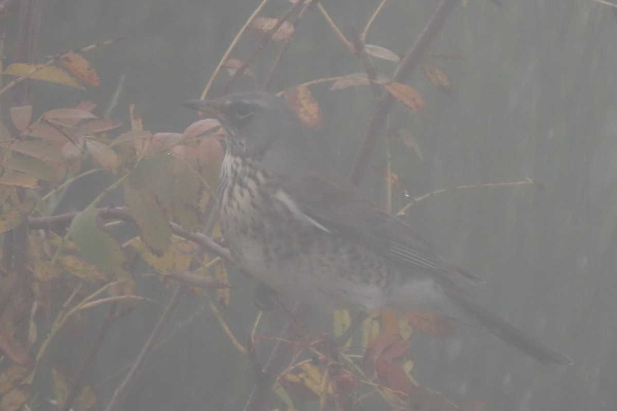 Fieldfare - ML502992251