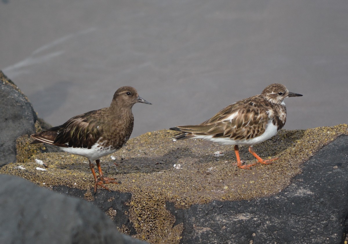 Black Turnstone - ML50299251