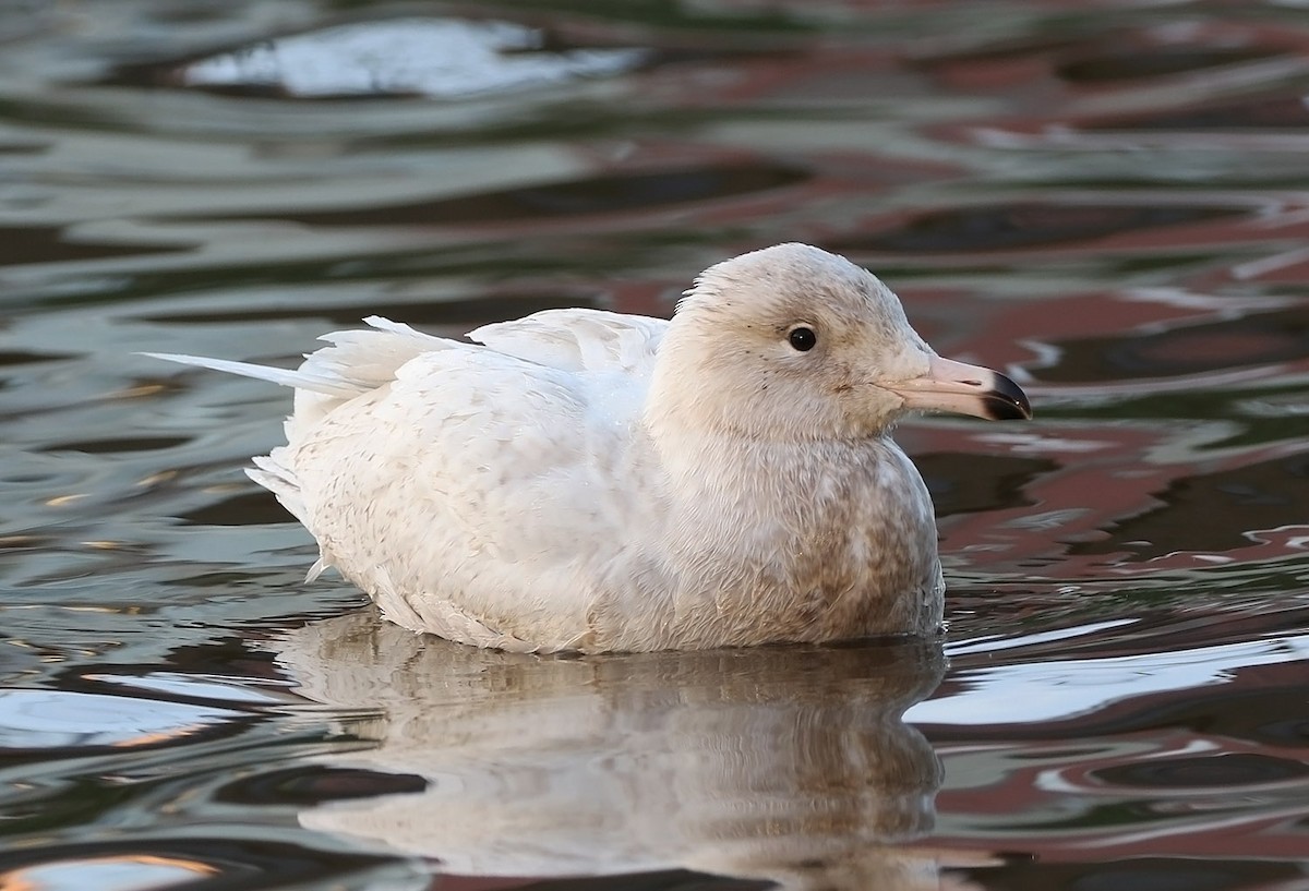 Glaucous Gull - ML502993441