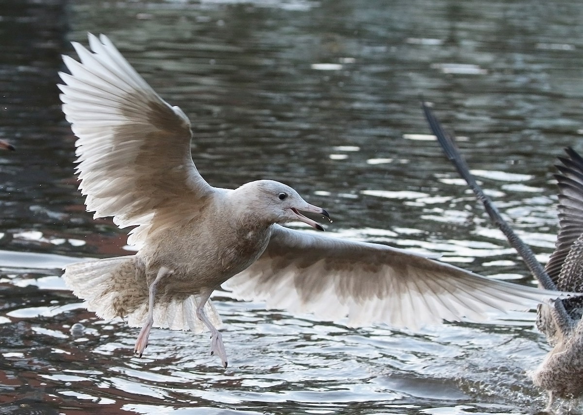 Glaucous Gull - ML502993451