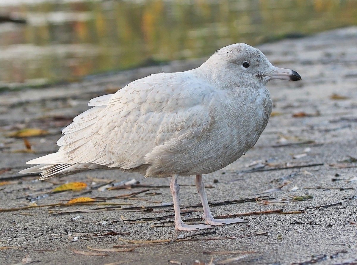 Glaucous Gull - Trevor Ellery